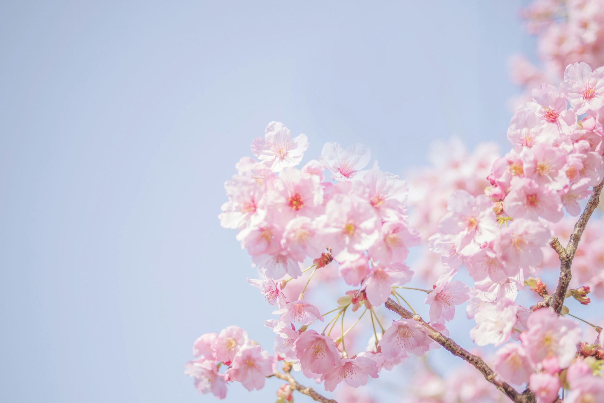 クローズアップ写真のピンクの桜